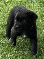 Hagrid, a male Cane Corso for sale in Longmont, CO – 3 of 9
