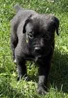 Hazel, a female Cane Corso for sale in Longmont, CO – 2 of 10