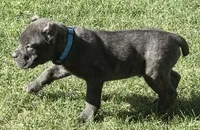 Maynard, a male Cane Corso for sale in Longmont, CO – 3 of 10