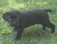 Hudson, a male Cane Corso for sale in Longmont, CO – 5 of 10