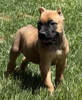 Nugget, a male Cane Corso for sale in Longmont, CO – 2 of 10