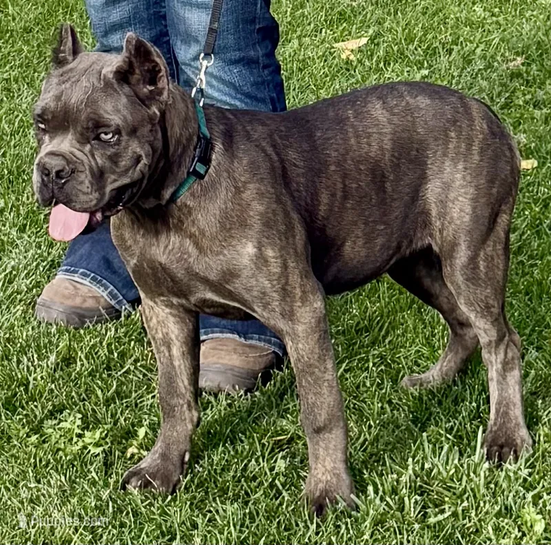Mica – Cane Corso puppy for sale in Longmont, CO