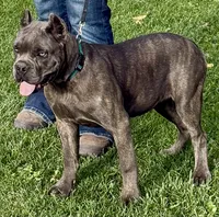 Mica, a female Cane Corso for sale in Longmont, CO – 1 of 10