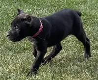 Monarch, a female Cane Corso for sale in Longmont, CO – 9 of 10