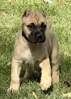 Vic, a male Cane Corso for sale in Longmont, CO – 8 of 10