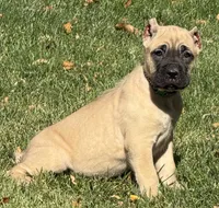 Vaper, a male Cane Corso for sale in Longmont, CO – 9 of 10