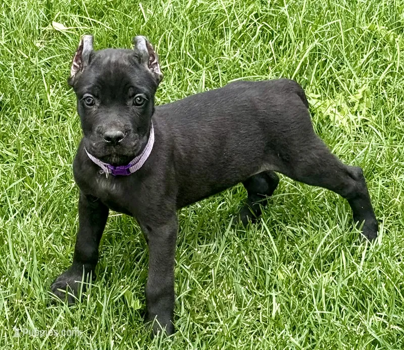 Ula – Cane Corso puppy for sale in Longmont, CO
