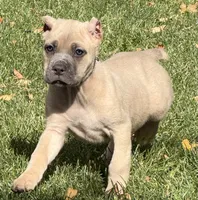 Vanity, a female Cane Corso for sale in Longmont, CO – 10 of 10