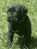 Hudson, a male Cane Corso for sale in Longmont, CO – 9 of 10