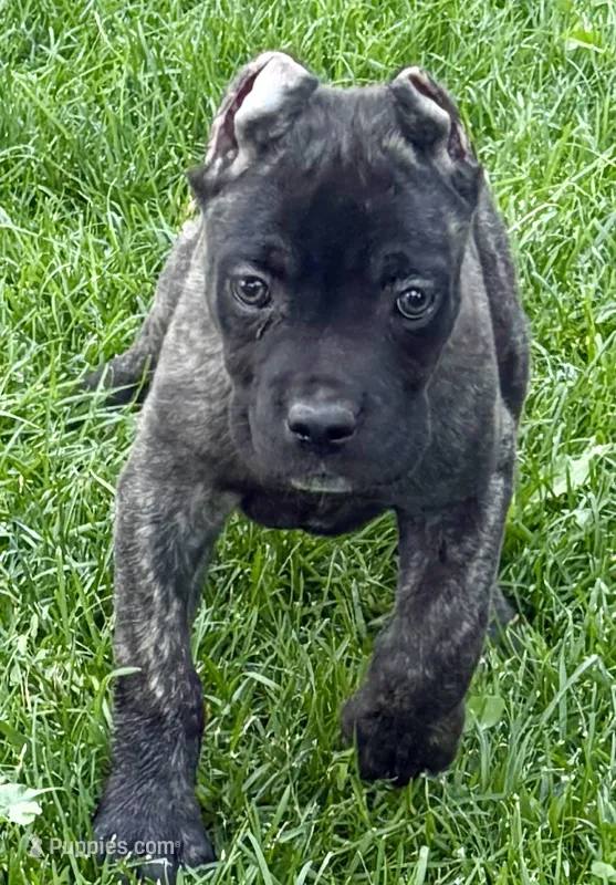 Ghost – Cane Corso puppy for sale in Longmont, CO
