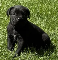 Harlow, a female Cane Corso for sale in Longmont, CO – 3 of 9