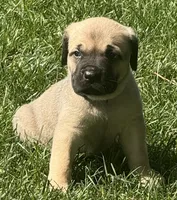 Hunter, a male Cane Corso for sale in Longmont, CO – 7 of 9