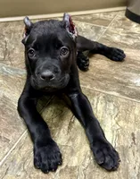 Usher, a male Cane Corso for sale in Longmont, CO – 4 of 8