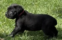 Harlow, a female Cane Corso for sale in Longmont, CO – 6 of 9
