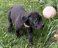 Minnie, a female Cane Corso for sale in Longmont, CO – 10 of 10