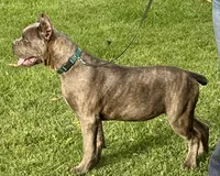 Mica, a female Cane Corso for sale in Longmont, CO – 8 of 10