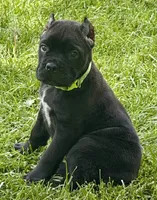 Hannah, a female Cane Corso for sale in Longmont, CO – 6 of 10