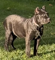 Ursula, a female Cane Corso for sale in Longmont, CO – 3 of 10