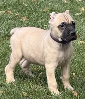 Vesta, a female Cane Corso for sale in Longmont, CO – 10 of 10