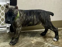 Marbles, a female Cane Corso for sale in Longmont, CO – 10 of 10