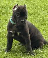 Hope, a female Cane Corso for sale in Longmont, CO – 3 of 10