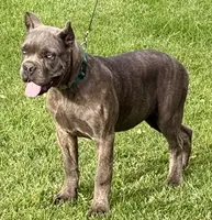 Mica, a female Cane Corso for sale in Longmont, CO – 4 of 10