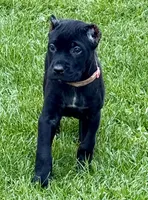 Ursula, a female Cane Corso for sale in Longmont, CO – 3 of 7