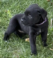 Harper, a female Cane Corso for sale in Longmont, CO – 8 of 10