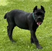 Hannah, a female Cane Corso for sale in Longmont, CO – 3 of 10