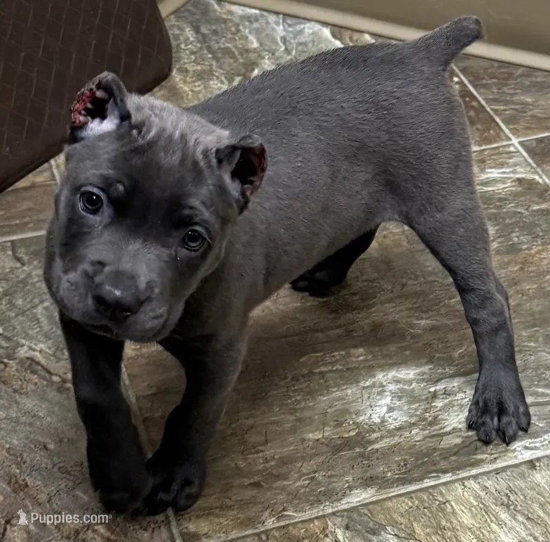 Niomi – Cane Corso puppy for sale in Longmont, CO