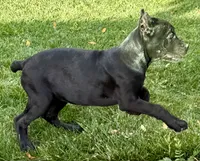 Ultra, a female Cane Corso for sale in Longmont, CO – 3 of 10