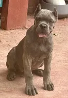 Mica, a female Cane Corso for sale in Longmont, CO – 3 of 10