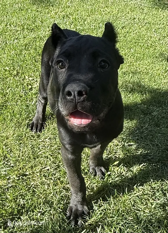 Harlow – Cane Corso puppy for sale in Longmont, CO