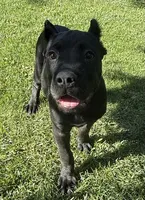 Harlow, a female Cane Corso for sale in Longmont, CO – 2 of 10