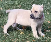 Verona, a female Cane Corso for sale in Longmont, CO – 9 of 10