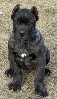 Miles, a male Cane Corso for sale in Longmont, CO – Photo 2 of 10