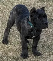 Miles, a male Cane Corso for sale in Longmont, CO – Photo 3 of 10