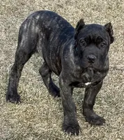 Miles, a male Cane Corso for sale in Longmont, CO – Photo 4 of 10