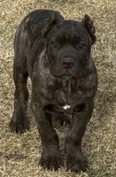 Miles, a male Cane Corso for sale in Longmont, CO – Photo 1 of 10