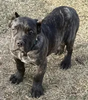 Miles, a male Cane Corso for sale in Longmont, CO – Photo 6 of 10