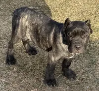 Miles, a male Cane Corso for sale in Longmont, CO – Photo 8 of 10