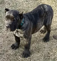 Miles, a male Cane Corso for sale in Longmont, CO – Photo 7 of 10