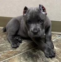 Neptune, a male Cane Corso for sale in Longmont, CO – 4 of 10