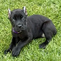Ula, a female Cane Corso for sale in Longmont, CO – 3 of 6
