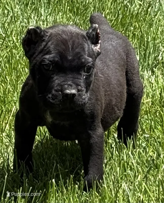 Nola – Cane Corso puppy for sale in Longmont, CO