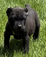 Nola, a female Cane Corso for sale in Longmont, CO – 1 of 10