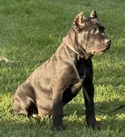 Ursula, a female Cane Corso for sale in Longmont, CO – 5 of 10