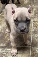 Nova, a female Cane Corso for sale in Longmont, CO – 8 of 10