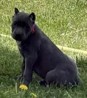 Niomi, a female Cane Corso for sale in Longmont, CO – 2 of 10