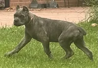 Mica, a female Cane Corso for sale in Longmont, CO – 2 of 10